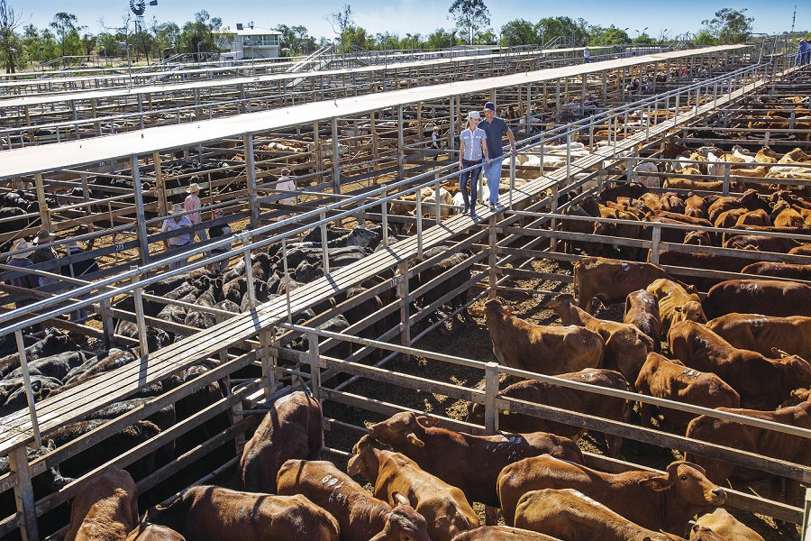 Roma Saleyards: Cattle auction facility located in Roma, Australia. Largest cattle selling center in the southern hemisphere, facilitating trade and commerce in the livestock industry.